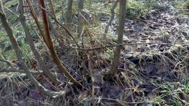 ОБРЕЗКА ГОЛУБИКИ,ФОРМИРУЕМ КРАСИВЫЕ КУСТЫ. смотреть онлайн