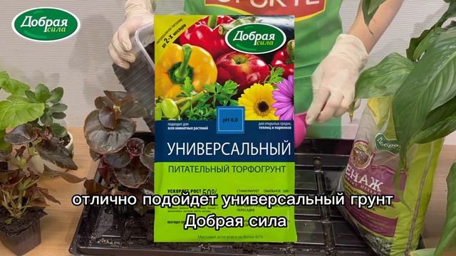 Как пересадить бегонию вечноцветущую в домашних условиях / удобрение для фиалок и бегоний смотреть онлайн