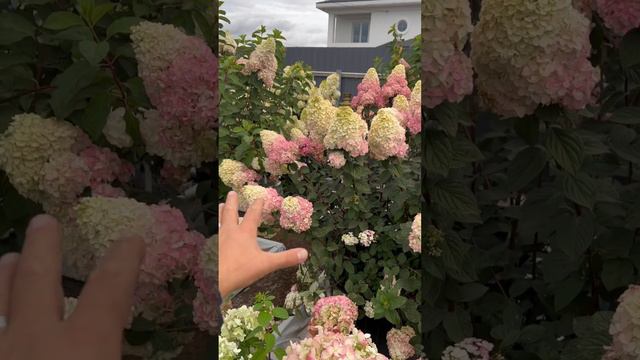 гортензия метельчатая Самарская Лидия Framboisine/Rensum крупномерные ПИТОМНИК-ГОРТЕНЗИЙ.РФ смотреть онлайн