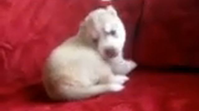 хаски мальчик №2 смотреть онлайн