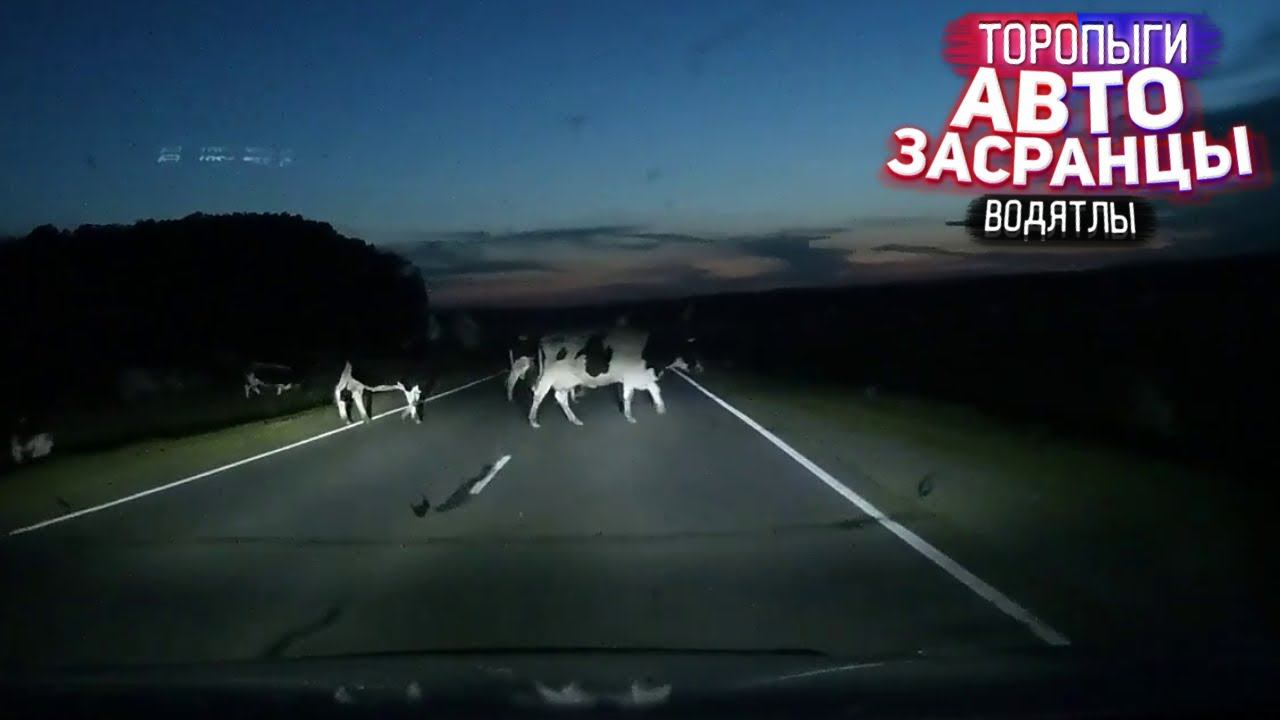 Коровки, Мося и Коза! Водятлов Дружная Семья смотреть онлайн