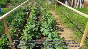 Для увеличения урожая огурцов в открытом грунте используем подвязку плетей