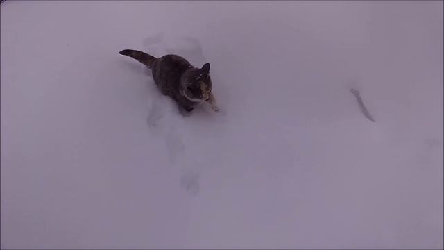 Не кочегары мы смотреть онлайн