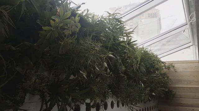 Вертикальне озеленення у будинку. Сад на стіні смотреть онлайн