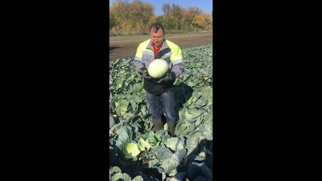 Лучшее от Seminis: капуста Ларсия - гарантированный урожай высококачественной капусты смотреть онлайн