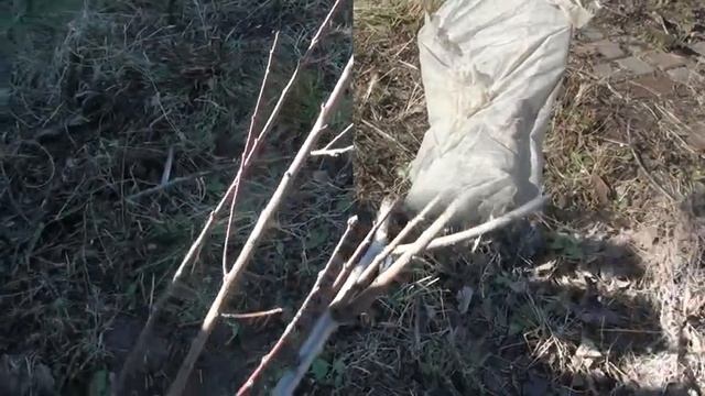 Открываю персик, Красноярск