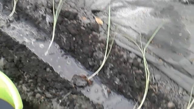 ЛУК ПОРЕЙ! МОИ СЕКРЕТЫ ПОСАДКИ ЛУКА ПОРЕЯ! СЕКРЕТЫ ОТЛИЧНОГО УРОЖАЯ! смотреть онлайн