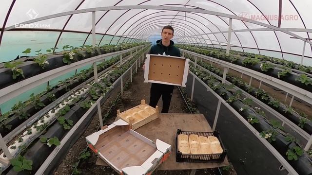 Почему не доезжает ягода? Честный обзор коробок и тары смотреть онлайн