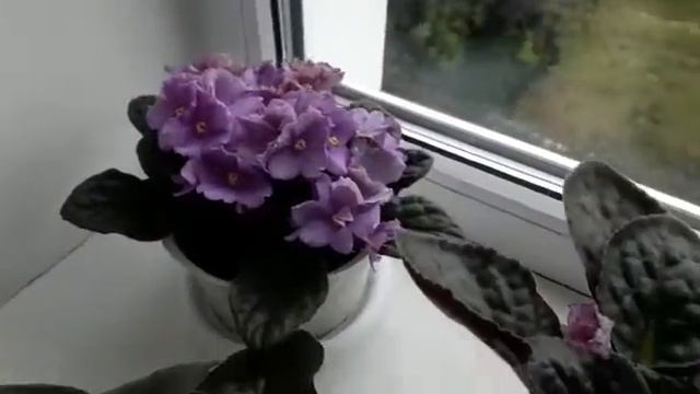 Дешевая и доступная подкормка,результат обильного цветения...#фиалки#подкормка# смотреть онлайн
