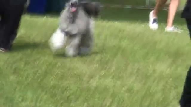 Пудель малый серебристый Мон Ренессанс Джонатан Баттл. смотреть онлайн