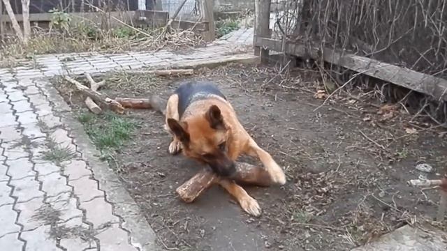 Beautiful German Shepherd. Кобель немецкой овчарки 5 лет. Одесса.