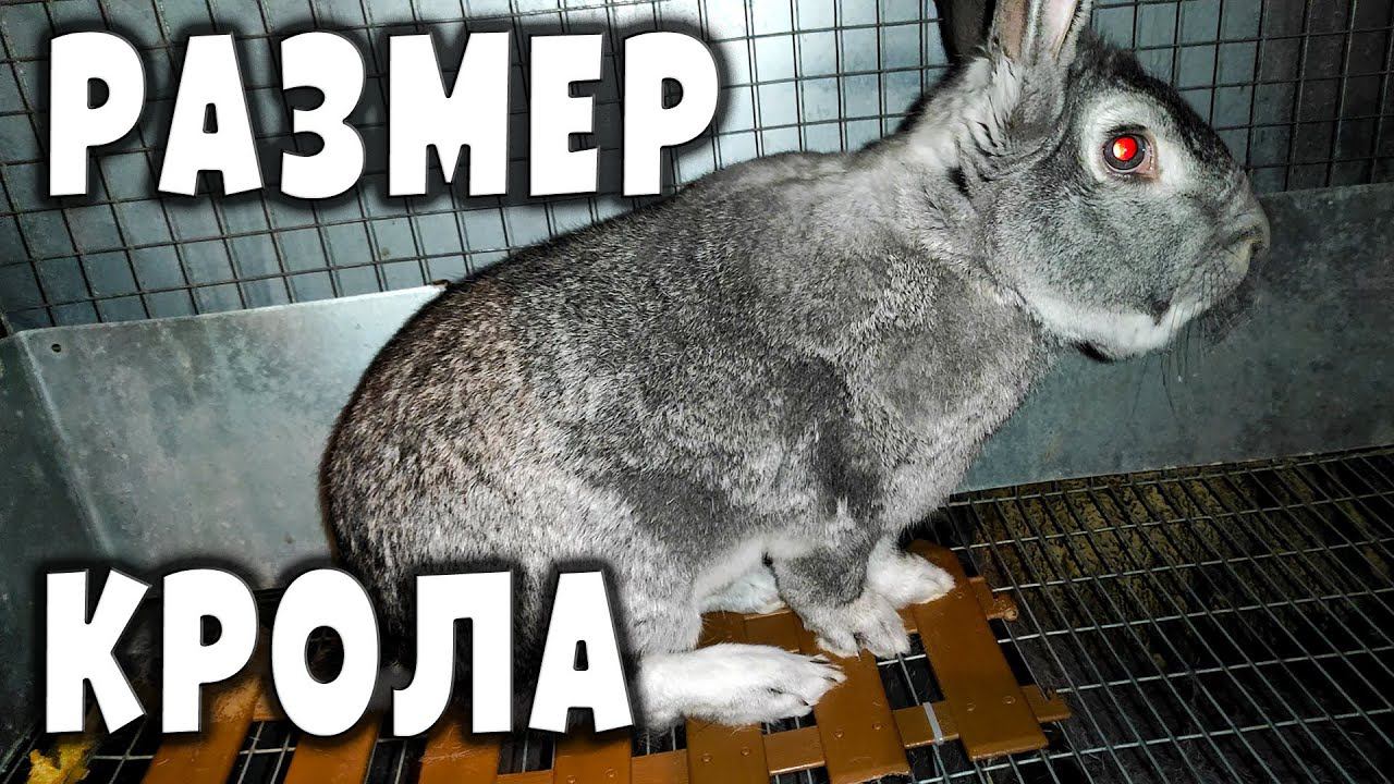 Оптимальный размер кролика смотреть онлайн