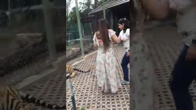 Phuket#Tiger Kingdom#vestige trip#2019 смотреть онлайн