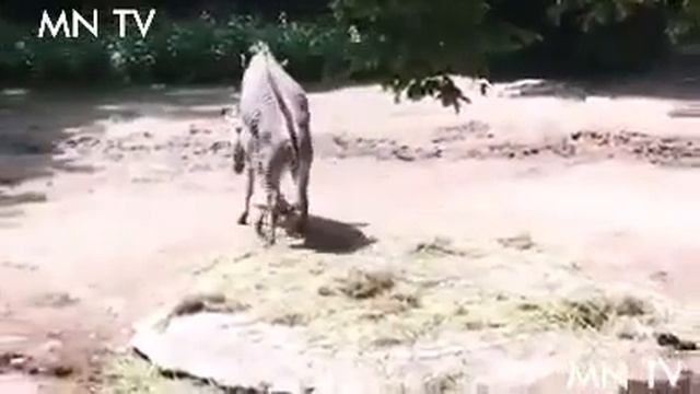 Zebra Mating, Horse Mating, Donkey Mating Animal Mating