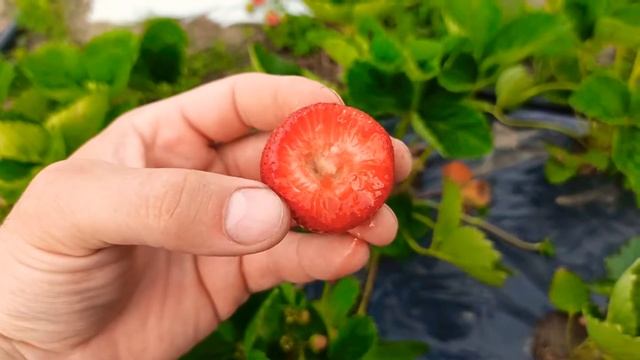 Клубника Кабрилло на вкус!!! смотреть онлайн