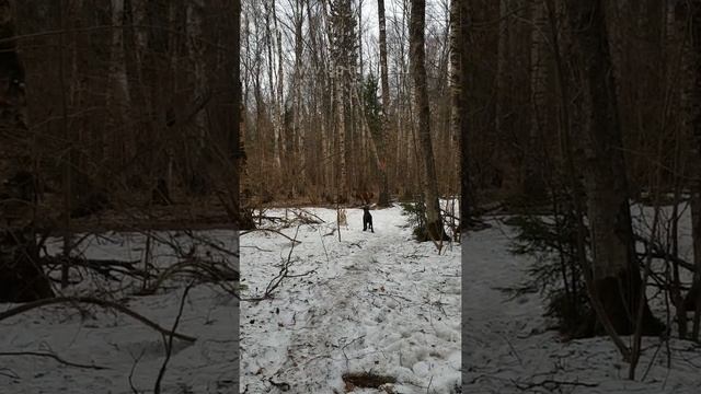 Весёлые щенки испанского мастифа ?? смотреть онлайн