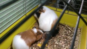 Морская свинка рожает. Роды морской свинки