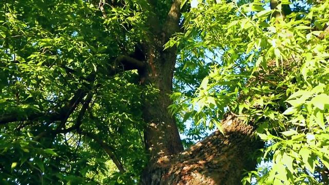 Футаж Ясень. Дерево Ясень. Футажи для видеомонтажа. Футажи Природа. Видеофутажи смотреть онлайн