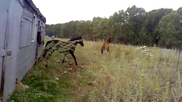 новый поезд Зыряновск-УстьКаменогорск смотреть онлайн