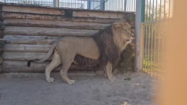 ❤️Лев Тигран встречает, но немного обижен. #lions #левтигран #старооскольский_зоопарк смотреть онлайн