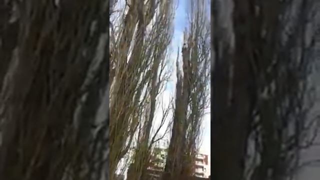 Загадки природы. Такой же как голубь, только зелёный! смотреть онлайн