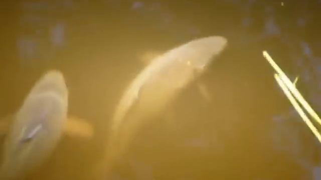 Прудовой карп. Разведение карпов. смотреть онлайн