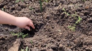 Как сажать лаванду. Высаживаем рассаду лаванды в открытый грунт. Сорт лаванды "Вознесенская 34"