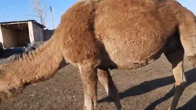 Туясути ва ёги кандай касалликларга даво биласизми? Геморрой деган балога нукта куйинг Диабетга дав смотреть онлайн