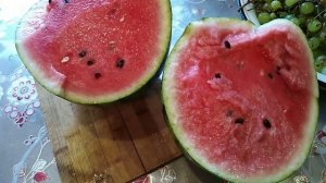 Арбуз «Бедуин«выращивание на Урале.