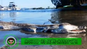 12 Морских Монстров, Выброшенных На Берег. Зомби Чез