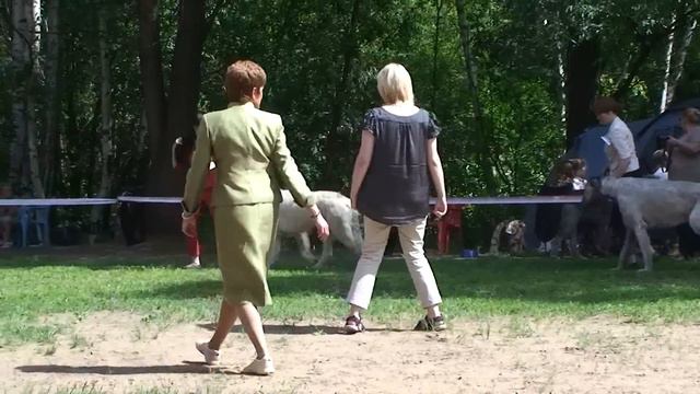 Ирландский волкодав смотреть онлайн