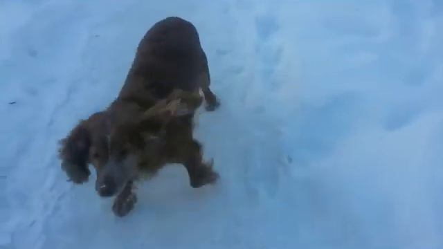 Прогулка с моей собакой))))))😊😊😊