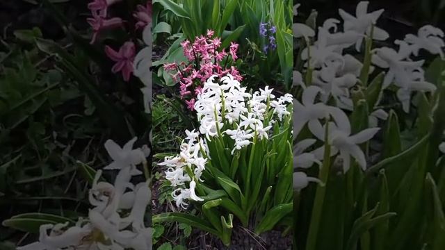 Весняний вальс квiтiв . смотреть онлайн