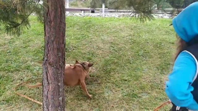 Тайский риджбек Берта и её новый друг