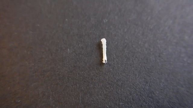 Гусеница табачного бражника Л1 смотреть онлайн