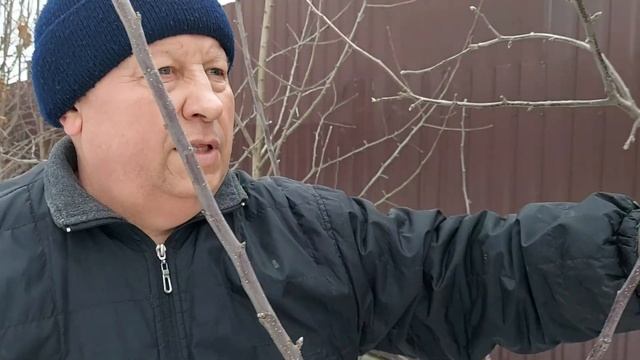 Обрезка яблони для начинающих садоводов любителей. смотреть онлайн
