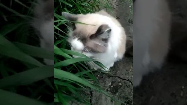 Каую траву едят коты смотреть онлайн