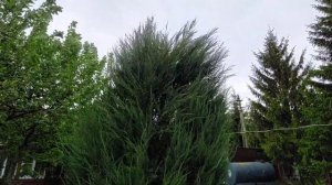 Можжевельник развалило зимой снегом? Расскажу, как исправить и сделать красивый можжевельник.