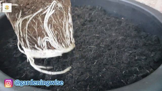 Planting containers with annual flowers~ Container planting ideas ~ Planting beautiful flower pots смотреть онлайн