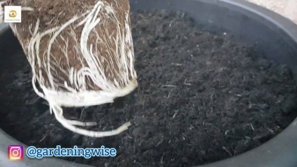 Planting containers with annual flowers~ Container planting ideas ~ Planting beautiful flower pots