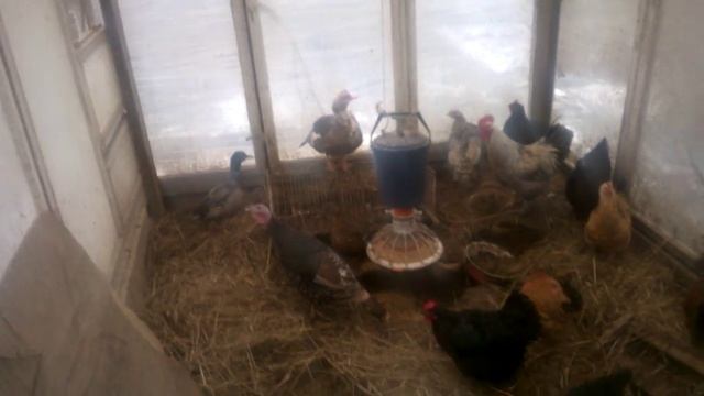 Утки, куры, индюки. Зимовье в теплице. Ducks, chickens, turkeys. The winter in the greenhouse. смотреть онлайн