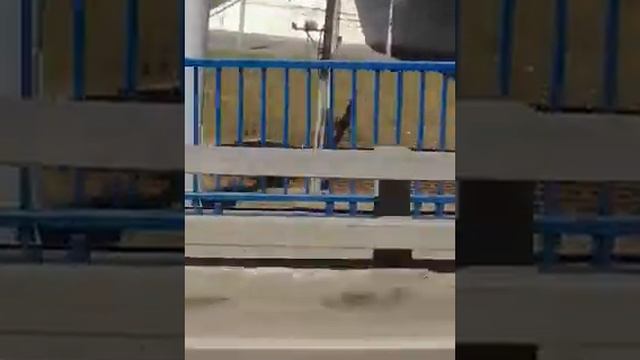 Автобус 631(1)