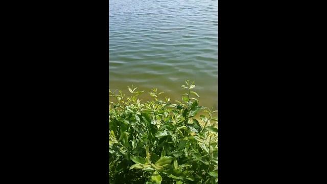 Ловля карпа на майского жука смотреть онлайн