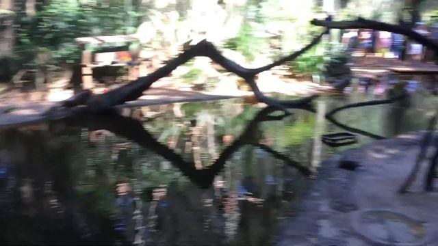 Попугаи на водопое в Парке Птиц, Игуасу, Бразилия смотреть онлайн