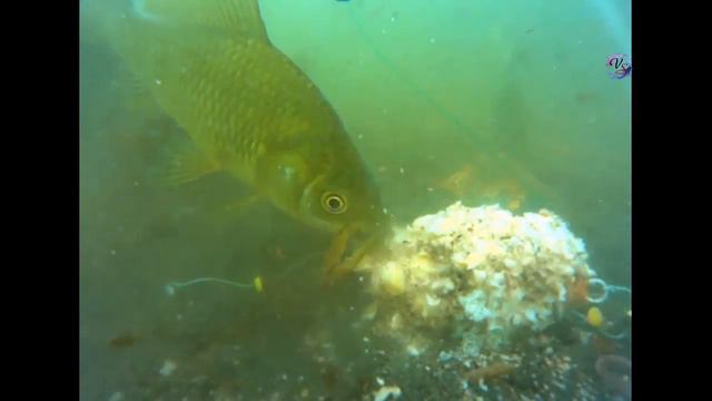 на РЫБАЛКЕ- fishing Подводная съемка донных снастей. «УБИЙЦА КАРАСЯ»,Пробка смотреть онлайн