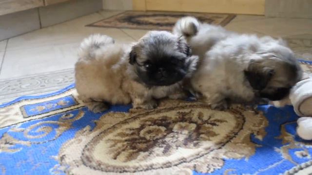 Питомник пекинесов САВЕЛИНА - мальчик Ярик смотреть онлайн