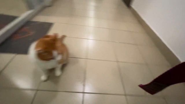 Питерское лето)  Покупки, реабилитация, KFC, Елисеевский магазин, Санкт-Петербург Влог #14 Июнь 202