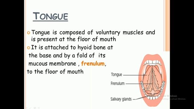 Oral cavity anatomy & physiology in hindi || mouth || tongue || uvula смотреть онлайн
