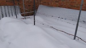 кишмиш Юпитер без укрытия на зиму!!!