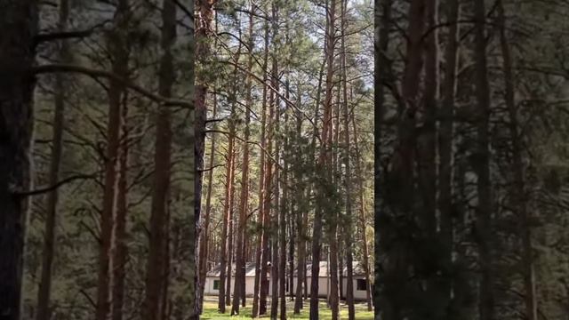 Необычный детский лагерь. Сосна #отдых #лес #воздух #видео #лето #дети #детей #пениептиц #тишина # смотреть онлайн